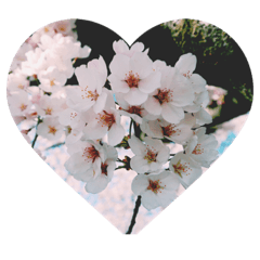 桜の心