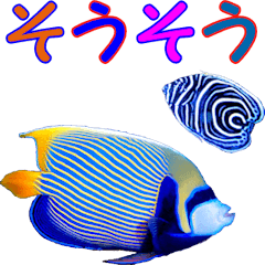 沖縄の魚の親子がしゃべる相づち