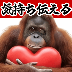 funny cute orangutan emotion love thanks