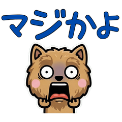 นอร์วิช เทอร์เรีย 3 มีคำ