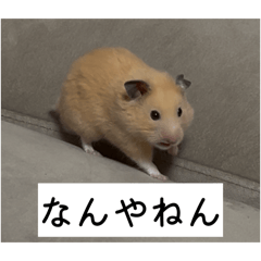 hamuchiki_20260107225009