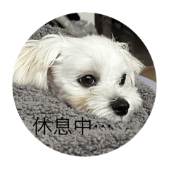 哈囉我是陳免嚕