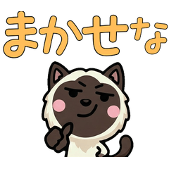 แมวเบอร์แมนเล่นใหญ่ 3 มีคำ