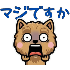 นอร์วิช เทอร์เรีย สุภาพ 5