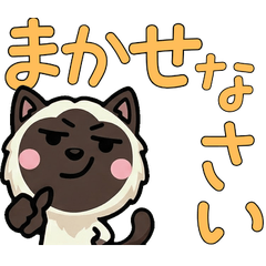 แมวเบอร์แมนเล่นใหญ่ สุภาพ 5