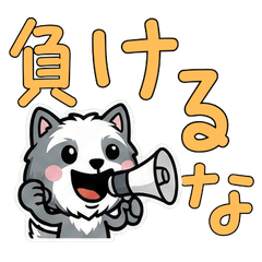 Overreaction Bearded Collie 3rd