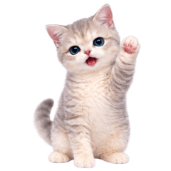 Nong mui grey cat cute (No text)