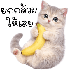 Nong mui grey cat cute