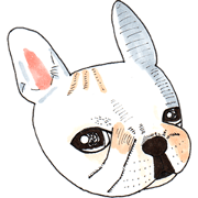 Puppy's French Bull Miss