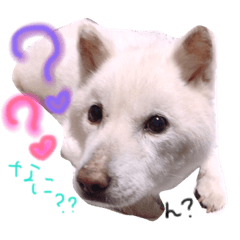 北海道犬の凜ちゃん♡ 4