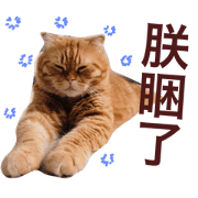 3  LOVELY CAT