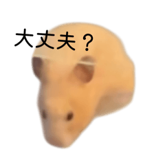 kinako_20260108071624