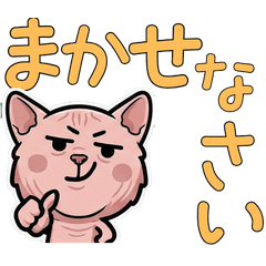 Polite Overreaction Peterbald 5th