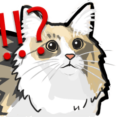 Norwegian Forest Cat!!