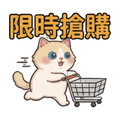 Cream Ragdoll Cat - Store Sale