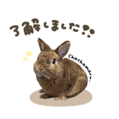 茶々丸くん.スタンダード