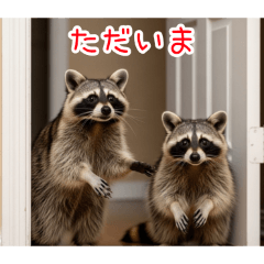 [ただいま専用]アライグマ