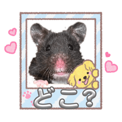 w.coo_20260108175928