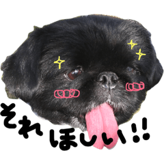 Pekinese  stamp