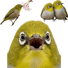 Burung kacamata Jepang realistis