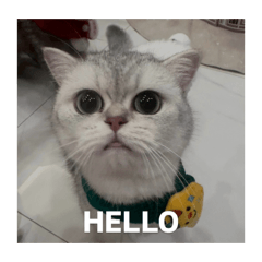 imma catcha