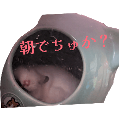 Lukina_20260109115809