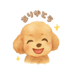 The adorable expression of a toy poodle