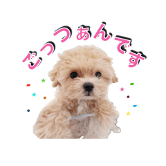 sakura_20260107131759