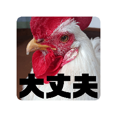 cocco_20260108230158