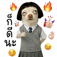 ชิวาว่าเกิร์ลสายฮาหน้าหนาว (BG)