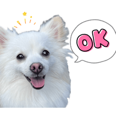 pooochi_20260108234848