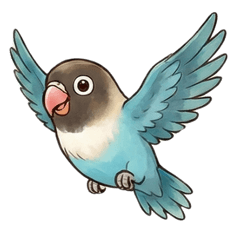 Blue Masked Lovebird Everyday 1