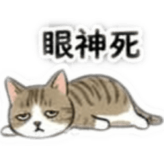 虎斑三花的生活