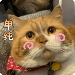 Hey, Thousand-Turn Thousand-Cat