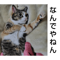 so many cats 2