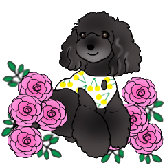 COO-chan 3 : Black Toy Poodle (Spanish)