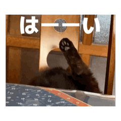 memeko_20260110054725