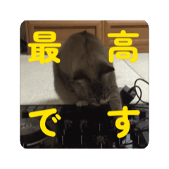 OnatsuCat_20260110085348