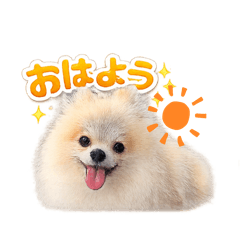 pontatodaichan_20260109161652