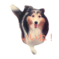 Shetland sheepdog0401