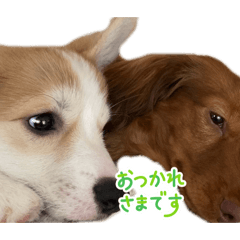 HOSHI_20260109124540