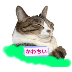 Inamei_20260109124552