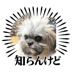 shiromama_20260109174630