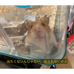 minmi_20260109140327