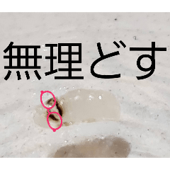 monmon_20260109211042