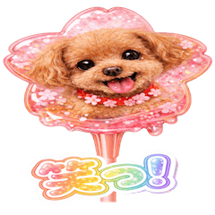 うちの子キャンディ”さくら”