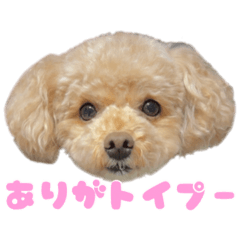 うちの愛犬のゆら