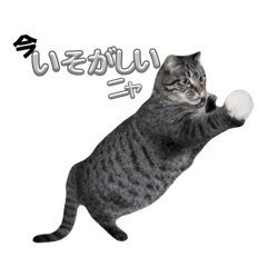 k_20260109224135