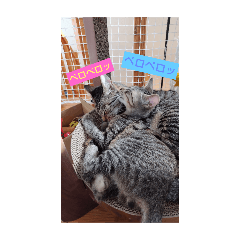 tomoka_20260110085404