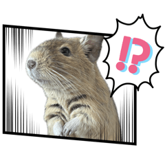 デグーの茶太郎茶次郎